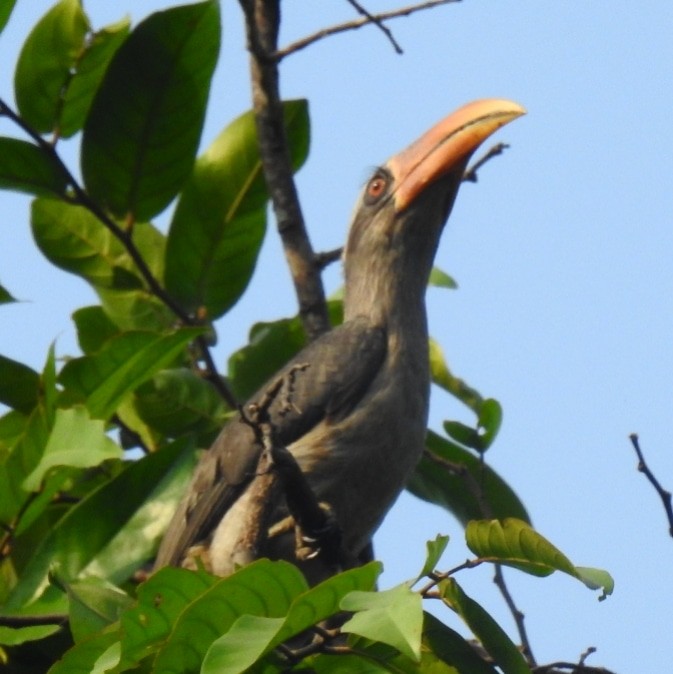 Malabar Gray Hornbill - ML415272601