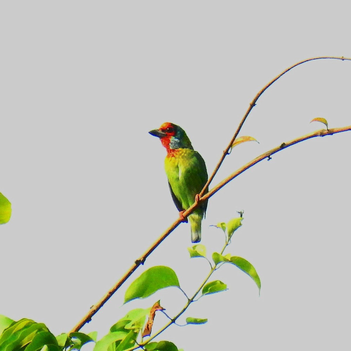 Malabar Barbet - ML415272751