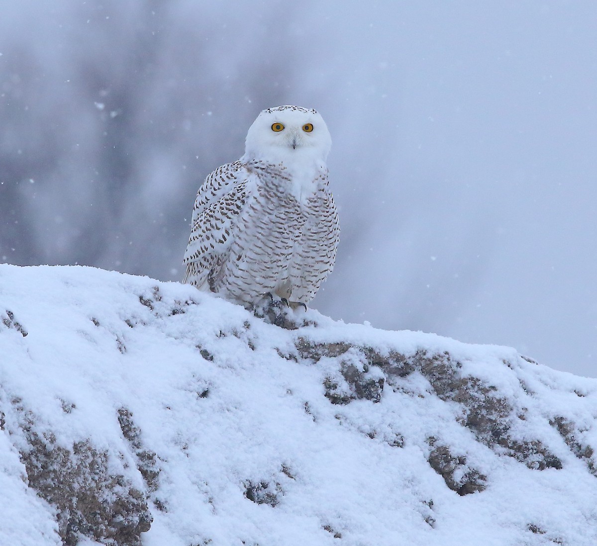 Snowy Owl - ML415272811