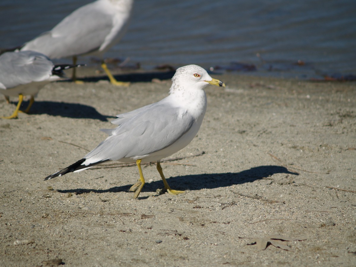 Ring-billed Gull - ML415272991