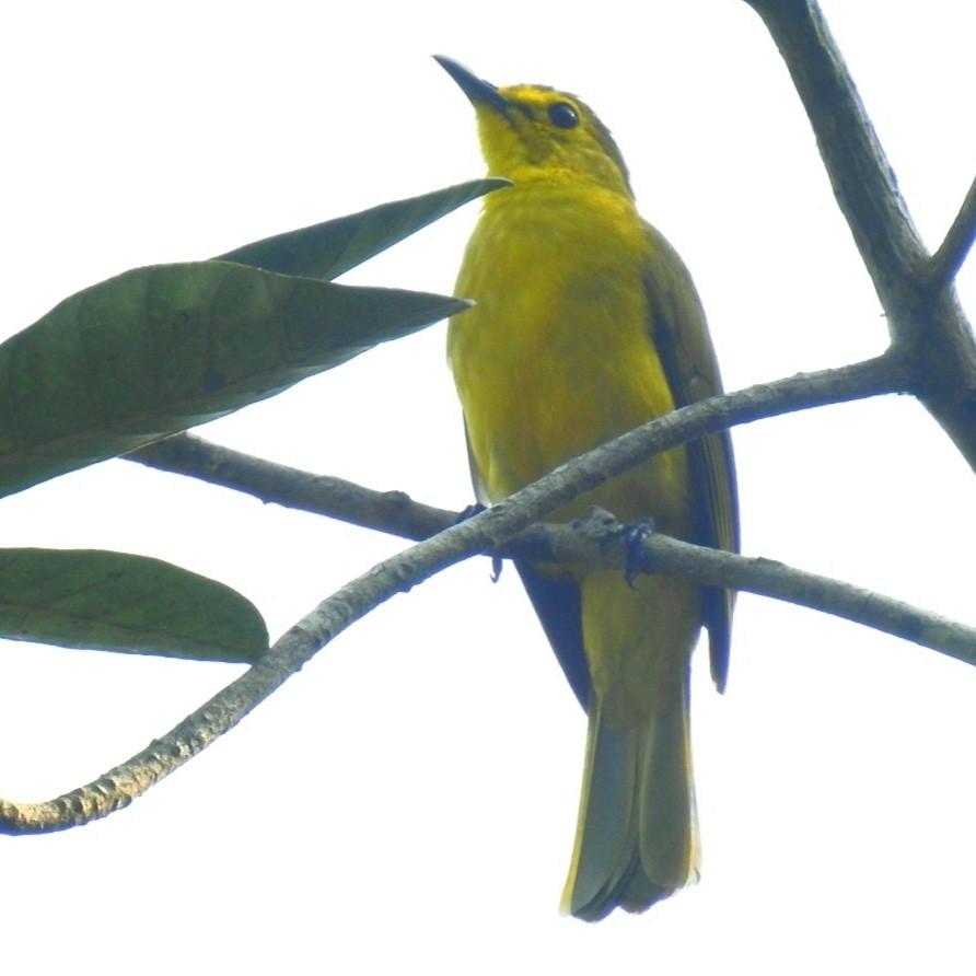 Bulbul à sourcils d'or - ML415273031