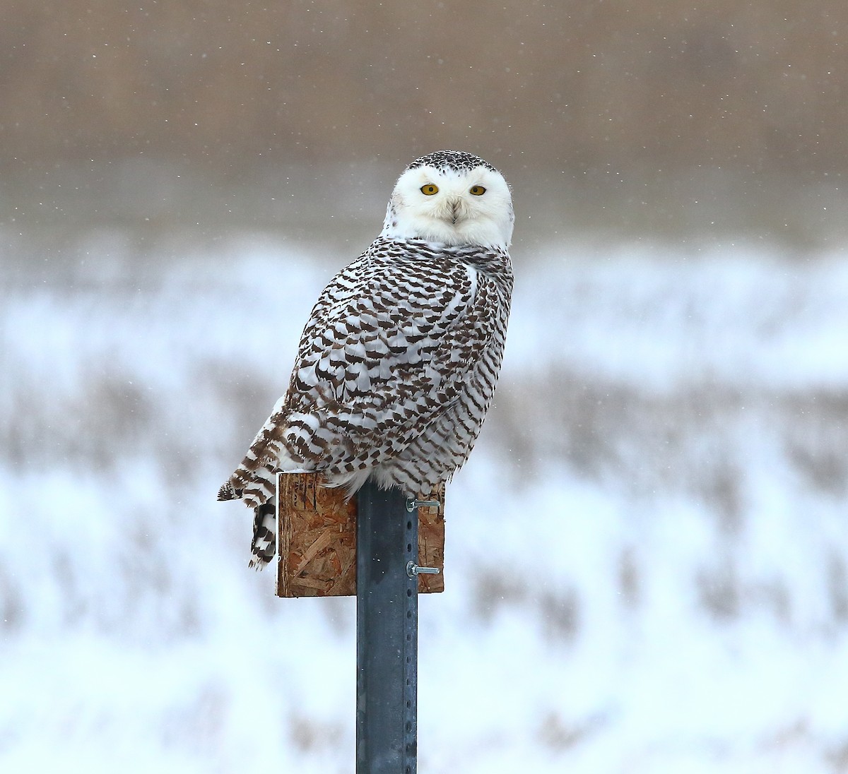 Snowy Owl - ML415273101