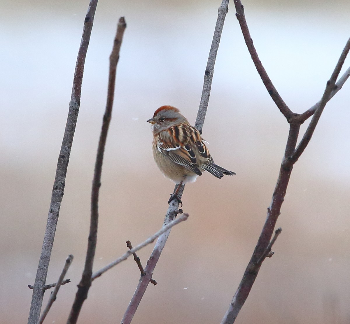 American Tree Sparrow - Bala Chennupati