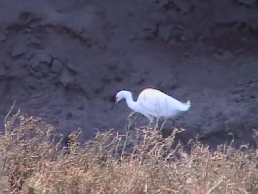 Snowy Egret - ML415273291