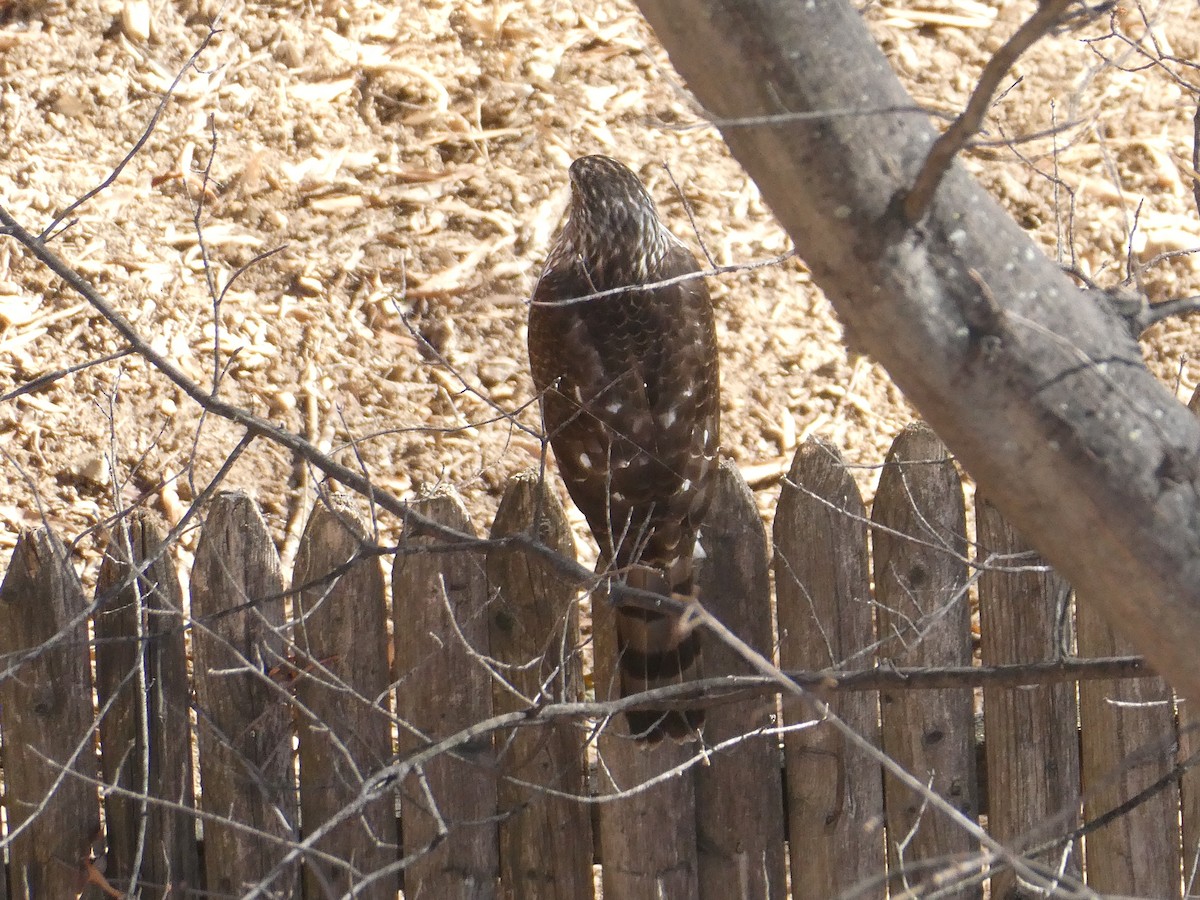 Sharp-shinned Hawk - D Sacks