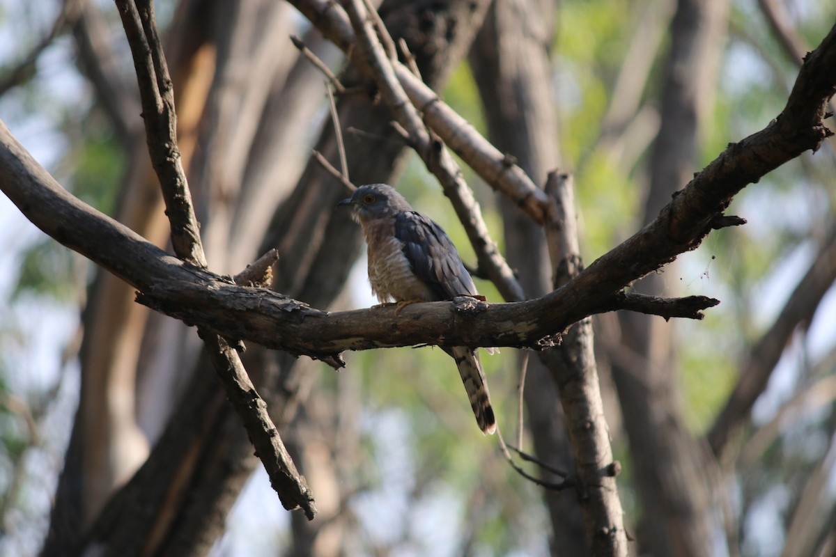 Common Hawk-Cuckoo - ML41527501