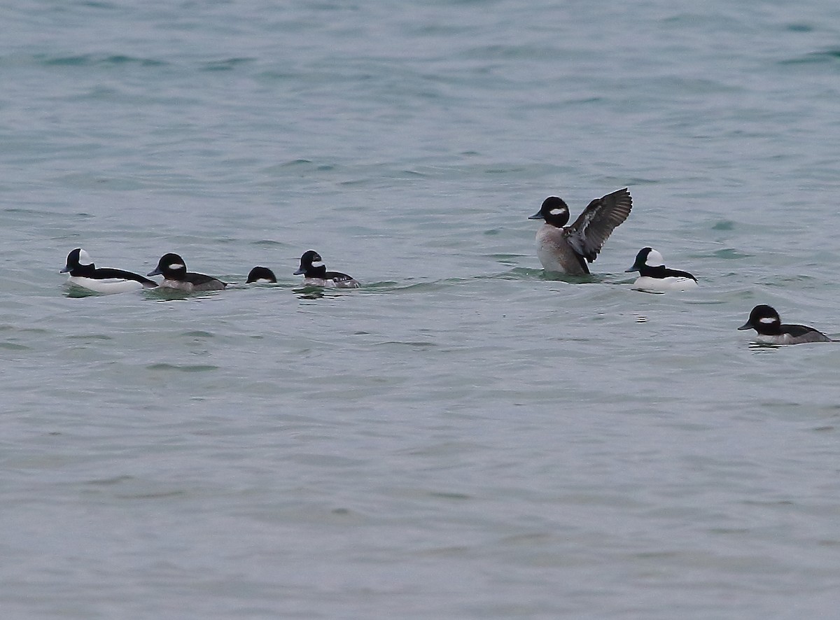 Bufflehead - ML415275351