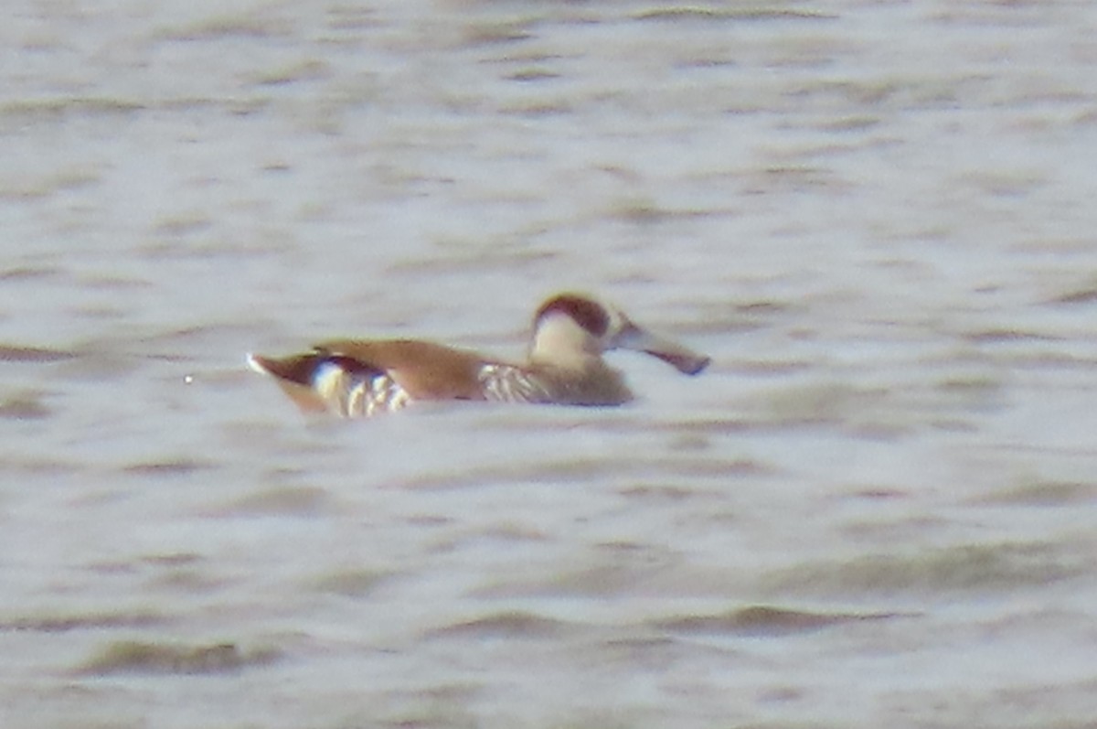 Pink-eared Duck - ML415276131