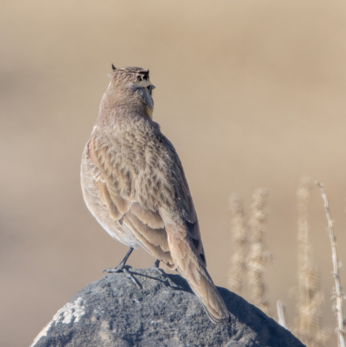 Horned Lark - ML415276621
