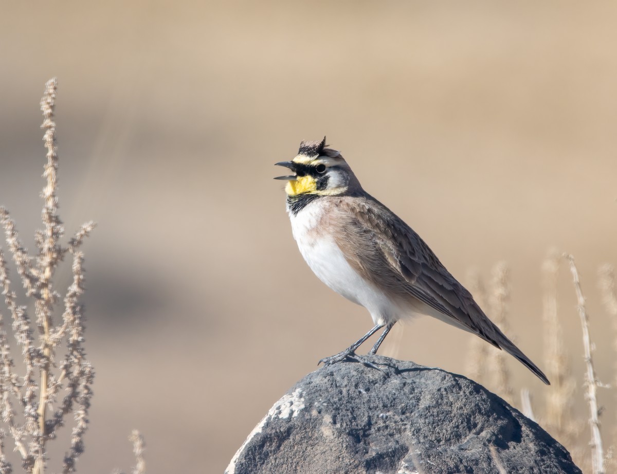 Horned Lark - ML415276801