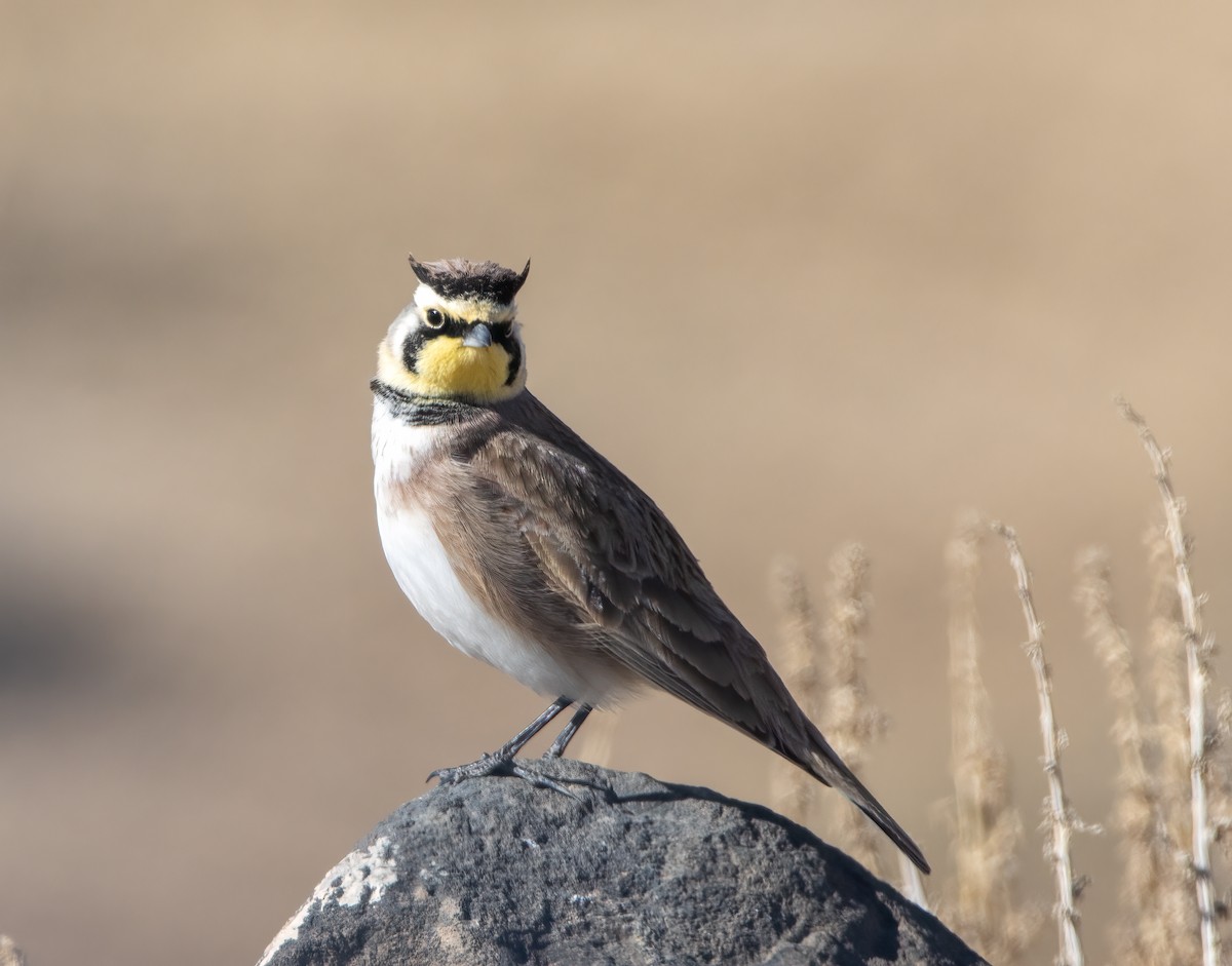 Horned Lark - ML415276821