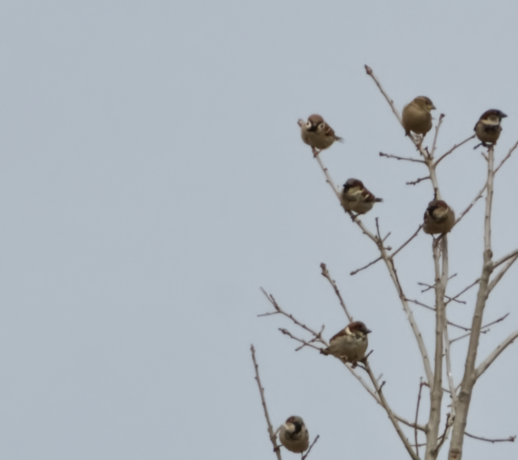 Eurasian Tree Sparrow - ML415278411