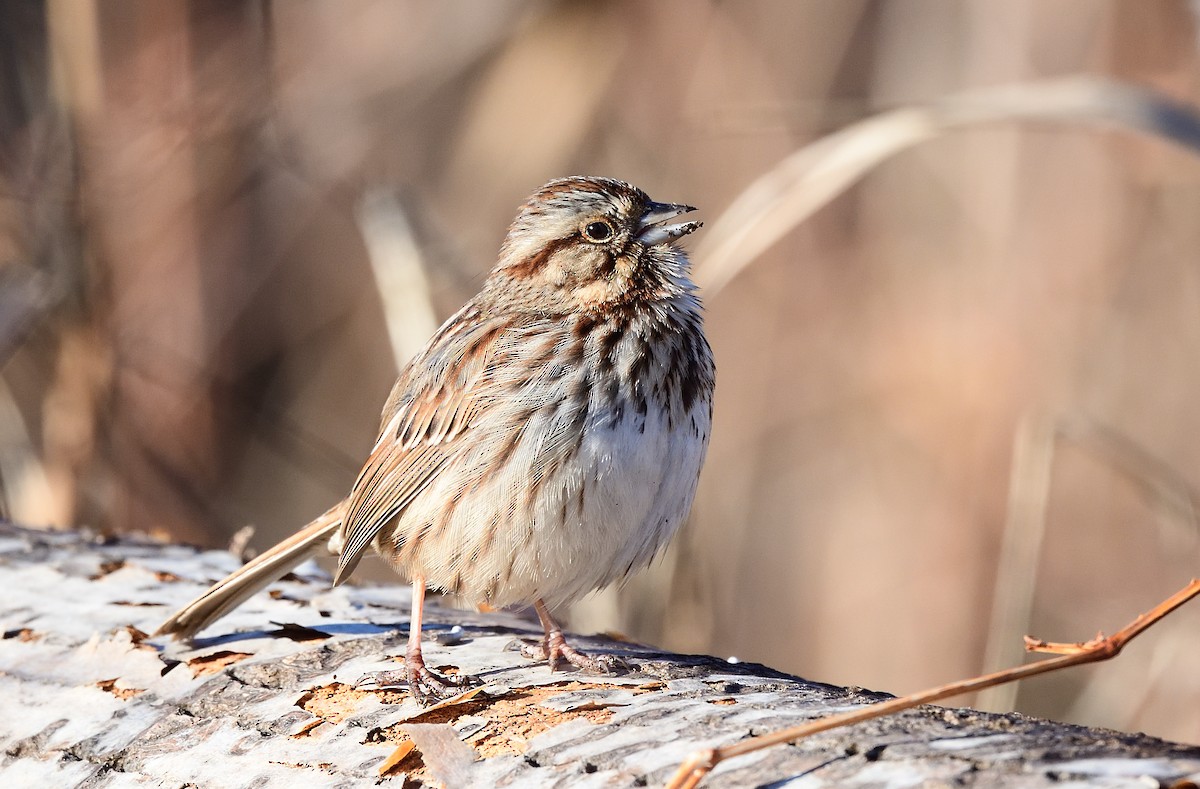 Song Sparrow - ML415278511