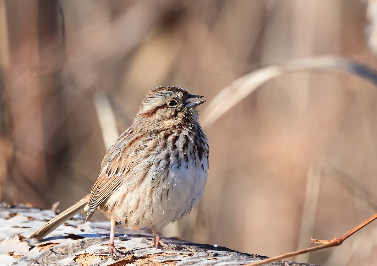 Song Sparrow - ML415278521