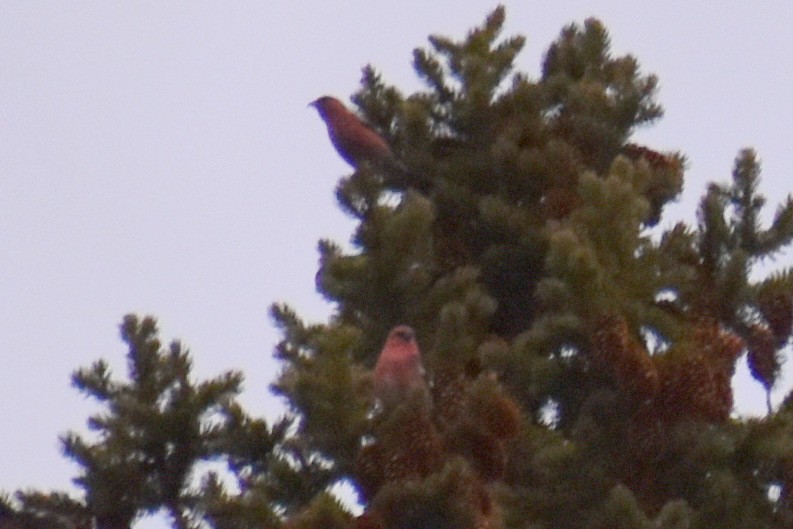 White-winged Crossbill - Caleb Snarr