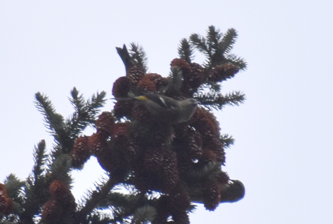 White-winged Crossbill - Caleb Snarr