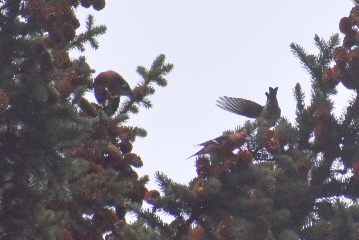 White-winged Crossbill - ML415279201