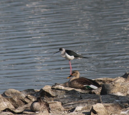 Black-winged Stilt - ML41527931