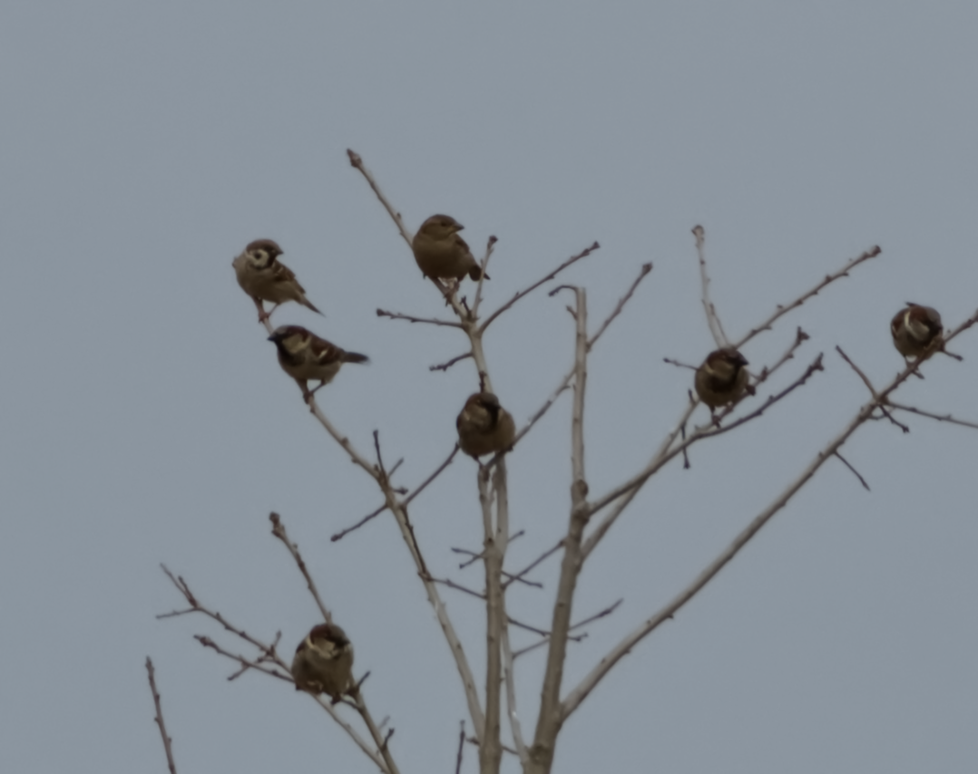 Eurasian Tree Sparrow - ML415279591