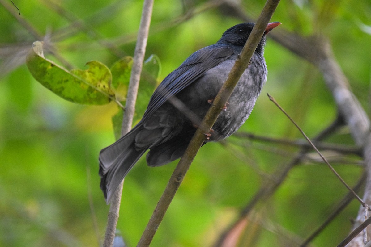 Bulbul de Los Ghats - ML415280701