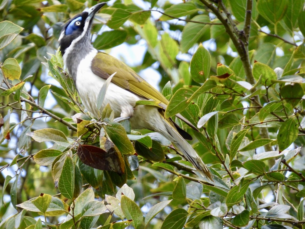 Blue-faced Honeyeater - ML415283161