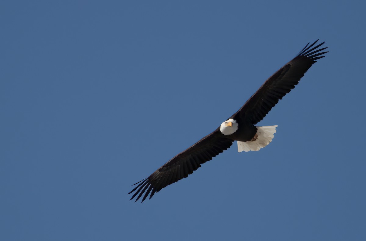 Bald Eagle - ML415284451