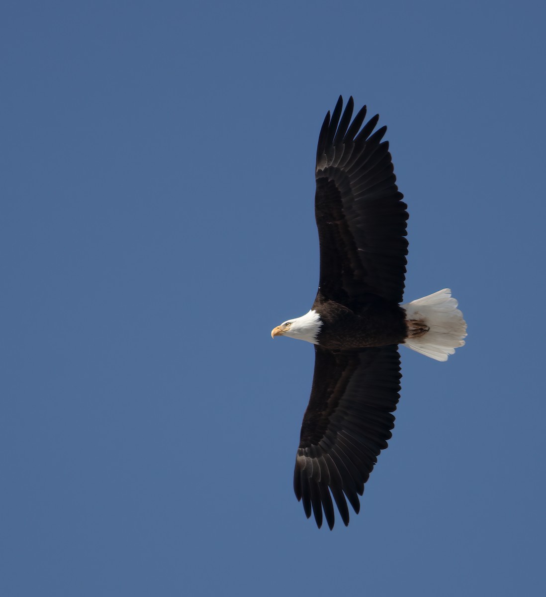 Bald Eagle - ML415284471