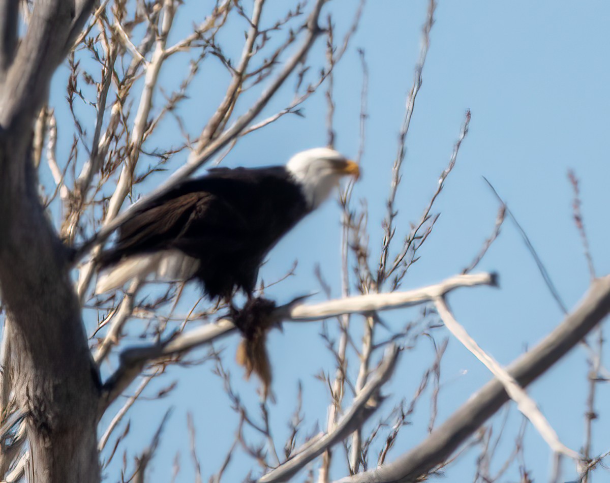 Bald Eagle - ML415284481