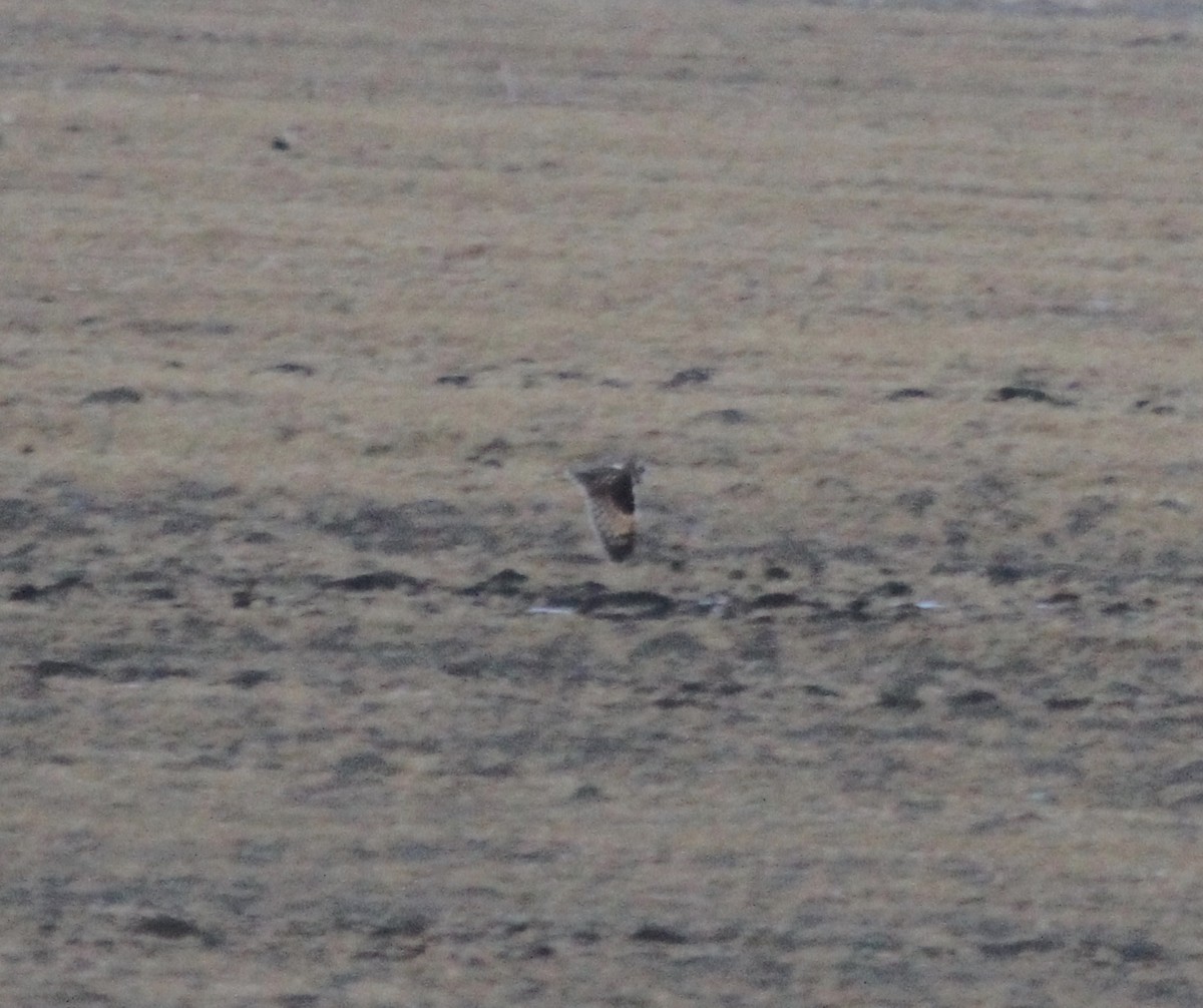 Short-eared Owl (Northern) - Sam Manning