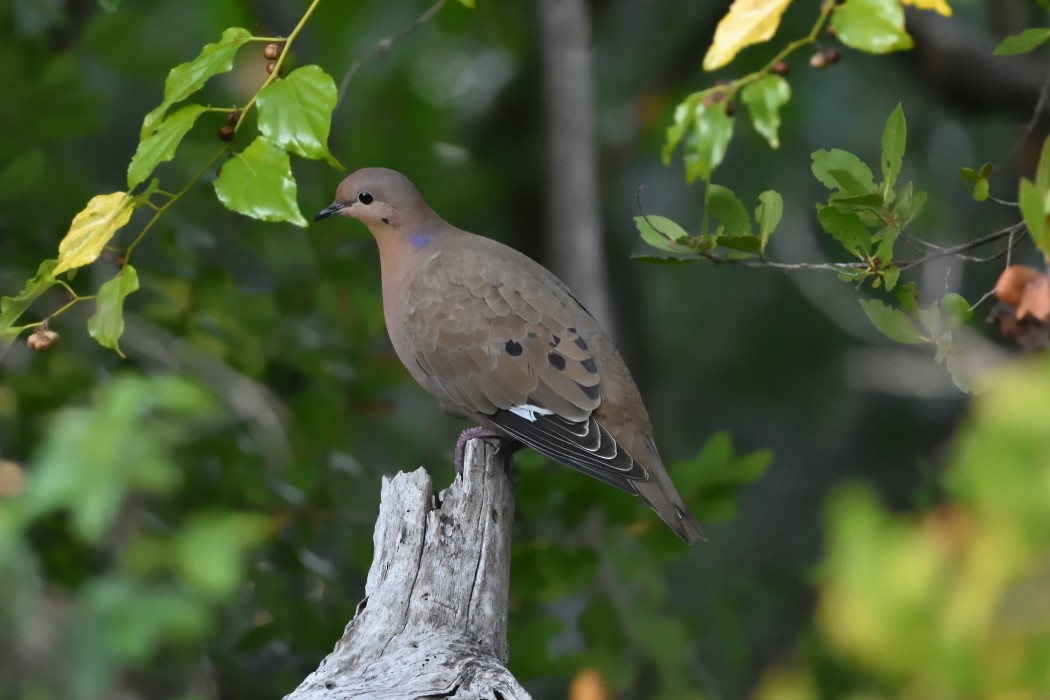 Zenaida Dove - ML415288431