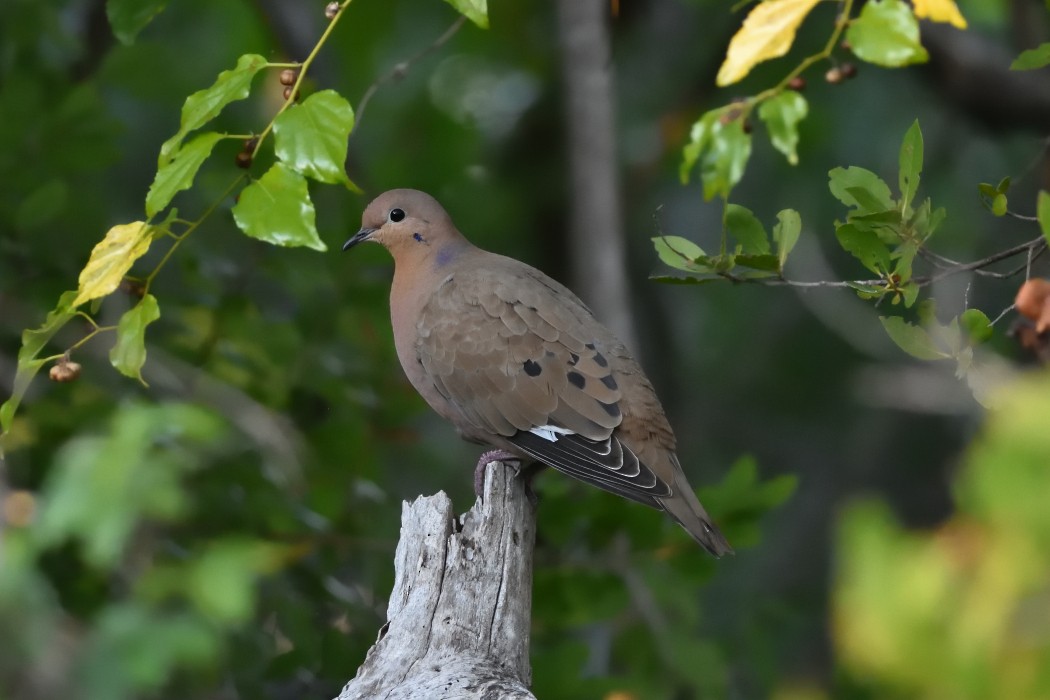 Zenaida Dove - ML415288441