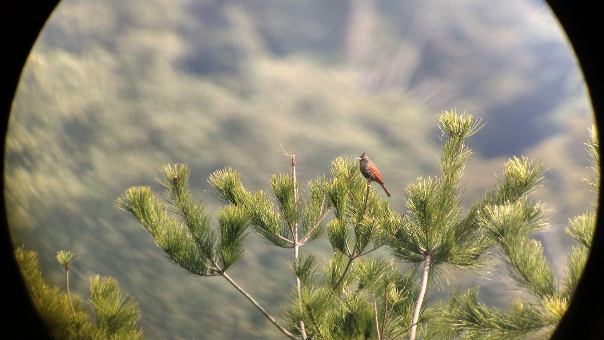 Crested Bunting - Ya-Chi Yang