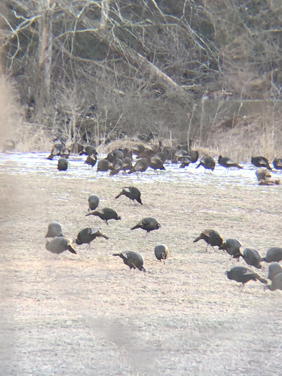 Wild Turkey - ML415288761