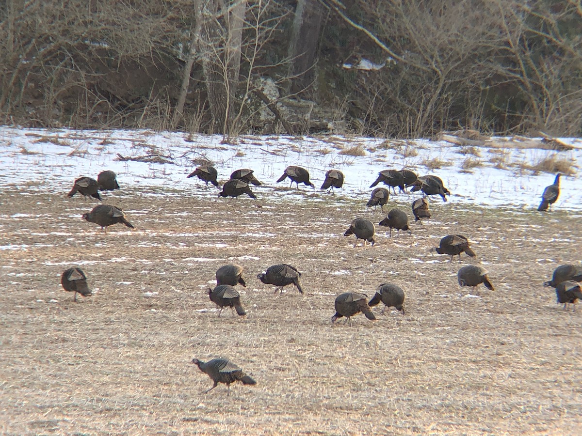 Wild Turkey - ML415288801