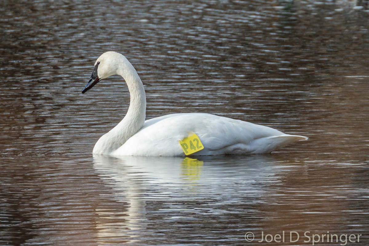 Trumpeter Swan - ML415289761