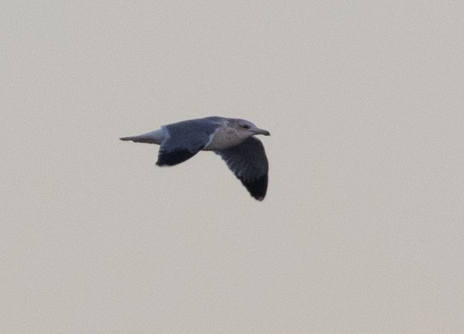 California Gull - ML415289811