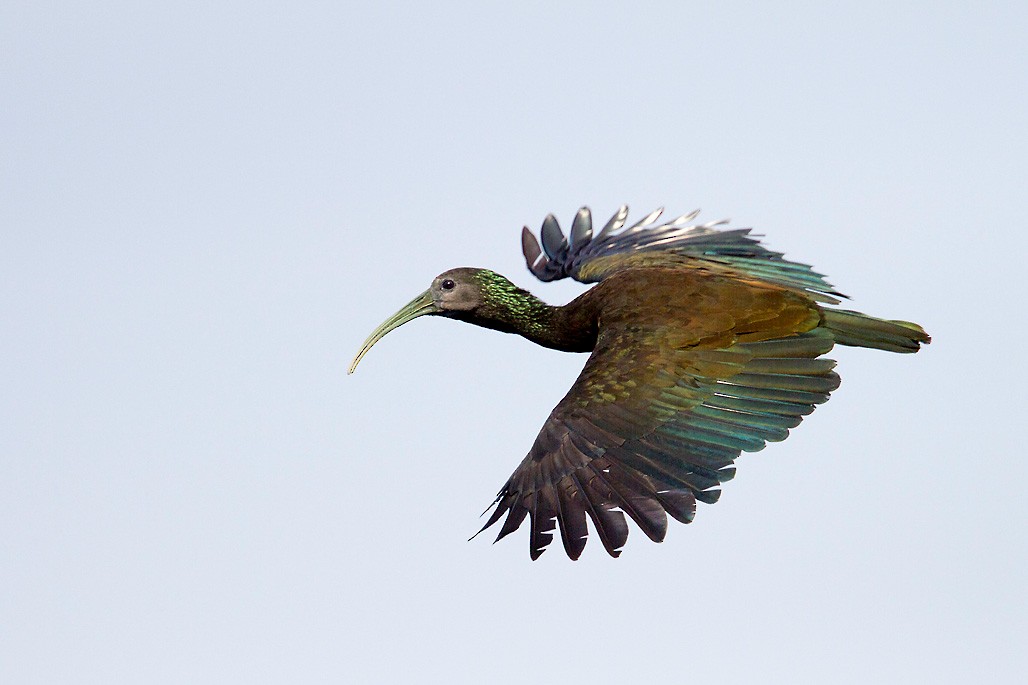 Green Ibis - Peter Candido