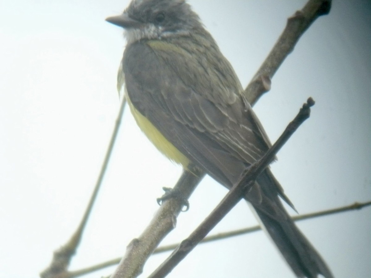 vestkongetyrann - ML415291041