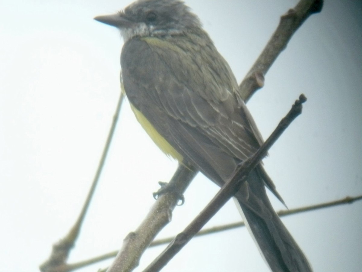 vestkongetyrann - ML415291071