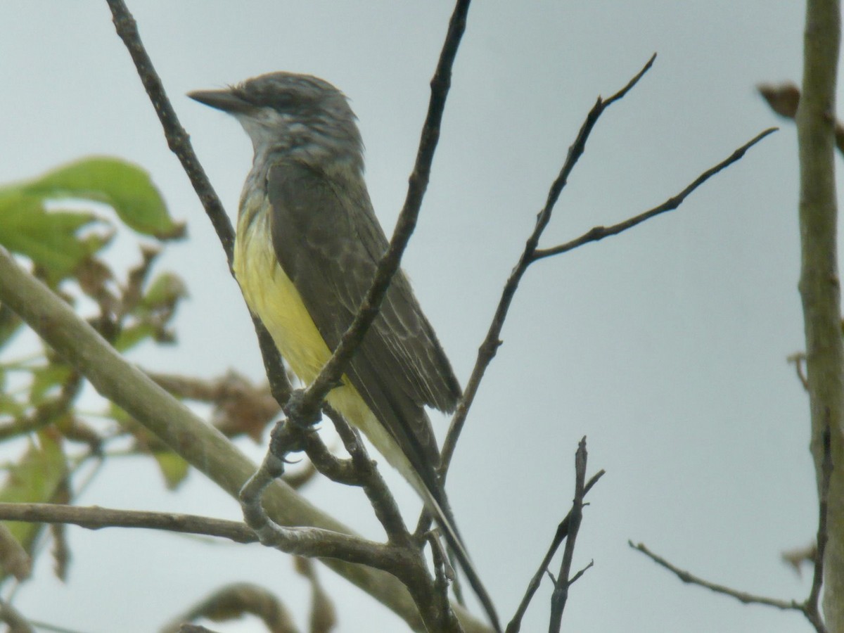 vestkongetyrann - ML415291081