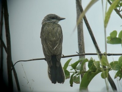 vestkongetyrann - ML415291131