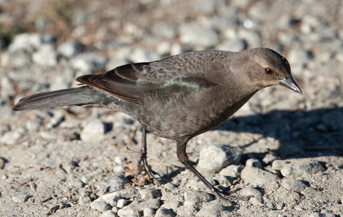 Brewer's Blackbird - ML415292351