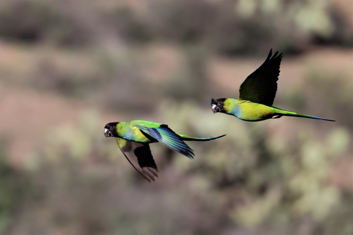 Nanday Parakeet - Russ Namitz