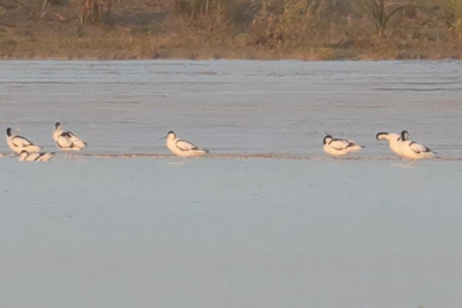 Pied Avocet - ML415295171