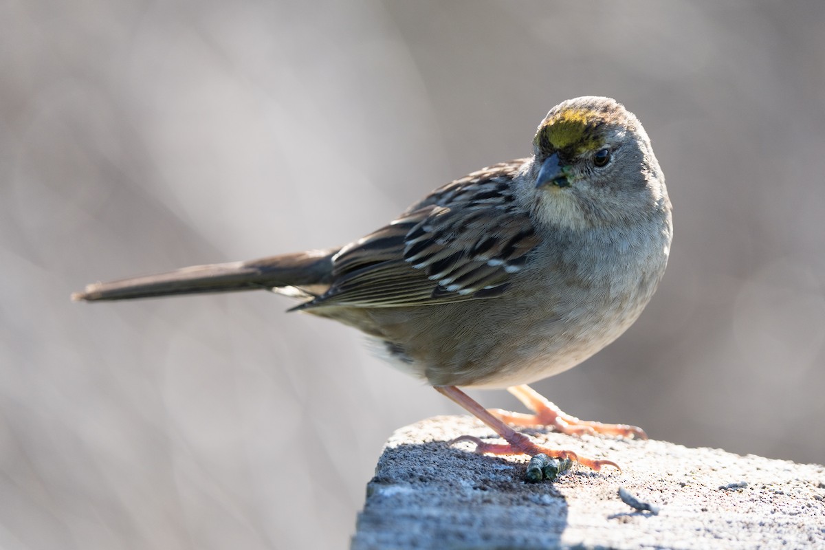 Golden-crowned Sparrow - ML415295481