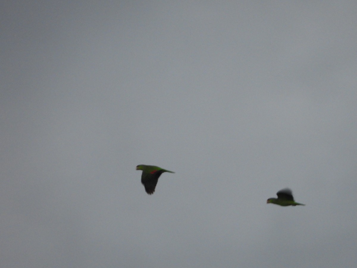 Lilac-crowned Parrot - ML415295611