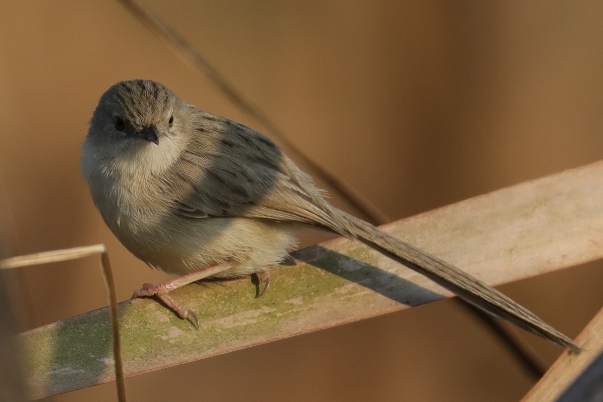 Delicate Prinia - ML415295661