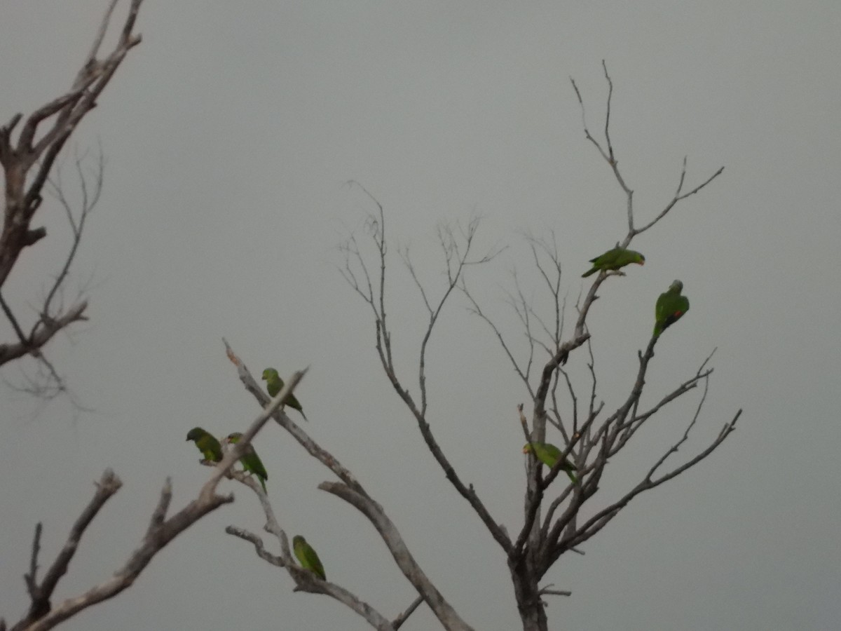 Lilac-crowned Amazon - ML415295791
