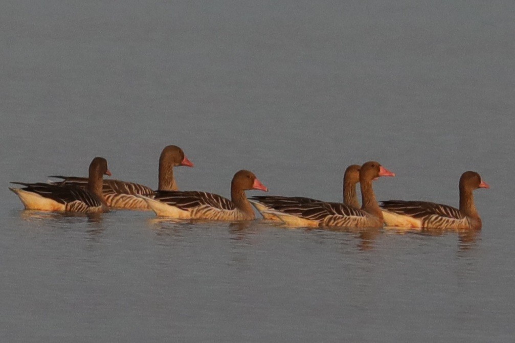 Graylag Goose - ML415296271