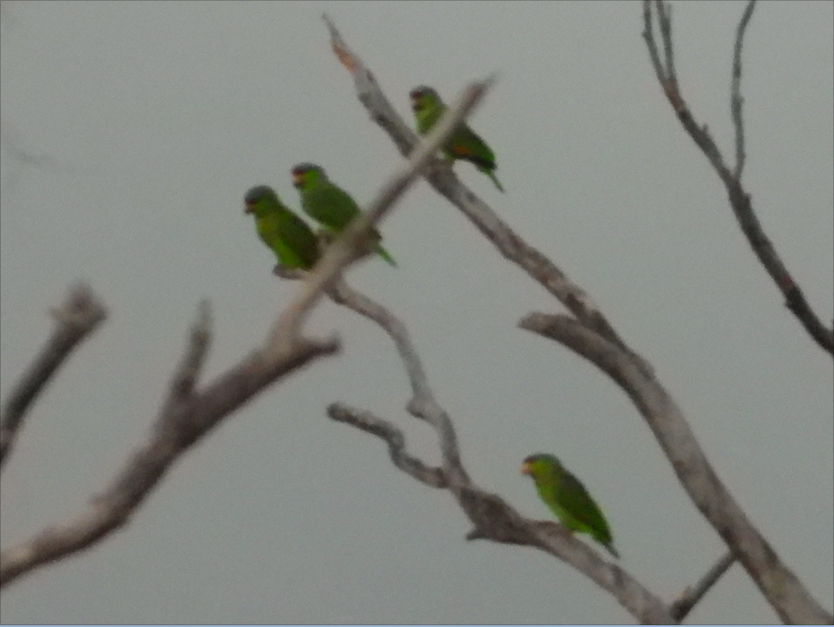 Lilac-crowned Amazon - ML415296321